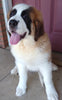 AKC Registered Saint Bernard For Sale Sugarcreek OH Female-Piper