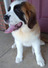 AKC Registered Saint Bernard For Sale Sugarcreek OH Female-Piper
