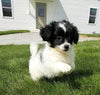 Shih-poo Puppy For Sale Millersburg OH -Female Sally