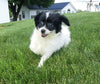 Shih-poo Puppy For Sale Millersburg OH -Female Sally