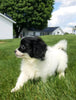 Shih-poo Puppy For Sale Millersburg OH -Female Sally