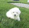ACA Maltese For Sale Millersburg OH -Female Molly