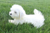 ACA Maltese For Sale Millersburg OH -Female Molly
