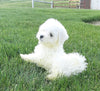 ACA Maltese For Sale Millersburg OH -Female Molly