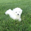 ACA Maltese For Sale Millersburg OH -Female Molly
