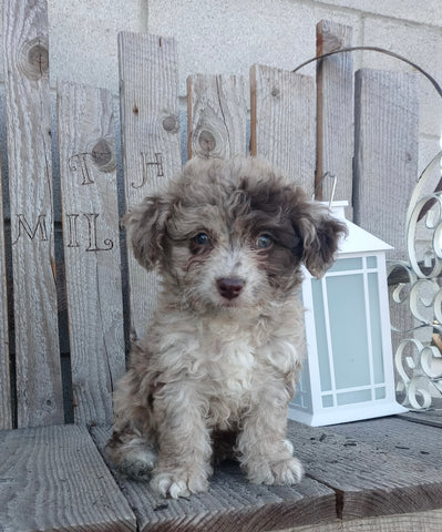 Mini F1B Aussiedoodle For Sale Wooster OH Female-Dolly