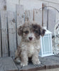 Mini F1B Aussiedoodle For Sale Wooster OH Female-Dolly