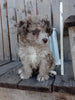 Mini F1B Aussiedoodle For Sale Wooster OH Female-Dolly