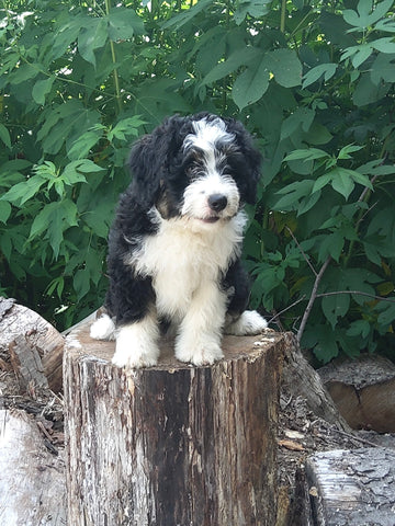 Mini Bernedoodle For Sale Applecreek OH Female-Bella