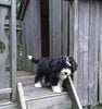 Mini Bernedoodle For Sale Applecreek OH Female-Janae