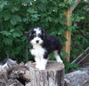 Mini Bernedoodle For Sale Applecreek OH Female-Lexi