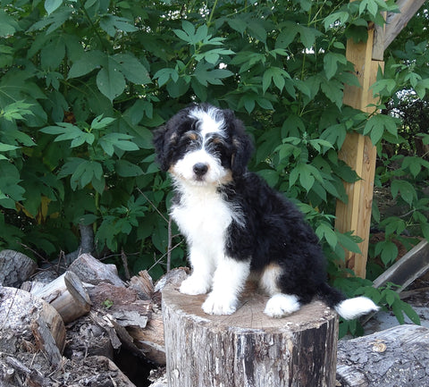 Mini Bernedoodle For Sale Applecreek OH Female-Lexi