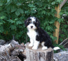 Mini Bernedoodle For Sale Applecreek OH Female-Lexi