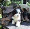 Mini Bernedoodle For Sale Applecreek OH Male-Diesel