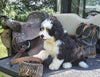 Mini Bernedoodle For Sale Applecreek OH Male-Diesel