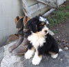Mini Bernedoodle For Sale Applecreek OH Female-Natalie