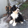 Mini Bernedoodle For Sale Applecreek OH Female-Natalie