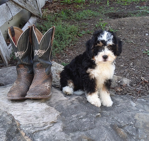 Mini Bernedoodle For Sale Applecreek OH Female-Natalie