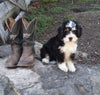 Mini Bernedoodle For Sale Applecreek OH Female-Natalie