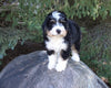 Mini Bernedoodle For Sale Applecreek OH Male-Sam