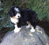 Mini Bernedoodle For Sale Applecreek OH Male-Sam
