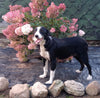 Border Collie For Sale Fredericksburg OH Female-Bailey
