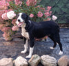 Border Collie For Sale Fredericksburg OH Female-Bella