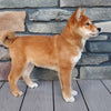Shiba Inu For Sale Sugarcreek OH Male-Stryker