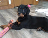 AKC Registered Rottweiler For Sale Sugarcreek OH Female-Shadow