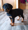 AKC Registered Rottweiler For Sale Sugarcreek OH Female-Hazel