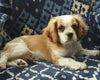 Cavachon For Sale Applecreek OH Male-Prince
