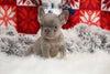 AKC Registered French Bulldog For Sale Fredricksburg, OH Female-Sprinkles