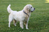 AKC Registered English Cream Golden Retriever For Sale Fredericksburg, OH Female- Sky