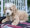 Cockapoo For Sale Dundee OH Male-Brian