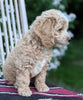 Cockapoo For Sale Dundee OH Male-Brian