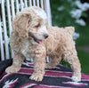 Cockapoo For Sale Dundee OH Male-Brian