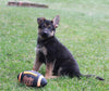 AKC Registered German Shepherd For Sale Millersburg, OH Male- Carson