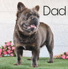 AKC Registered 'Fluffy' French Bulldog For Sale Fredericksburg OH Female-Luna