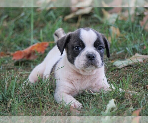 Puggle For Sale Sugarcreek, OH Male - Winston