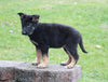 AKC Registered German Shepherd For Sale Millersburg, OH Female- Tonya
