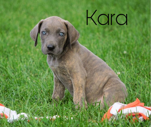 AKC Registered Great Dane For Sale Millersburg, OH Female - Kara