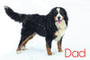 AKC Registered Bernese Mountain Dog For Sale Brinkhaven, OH Male- Hank