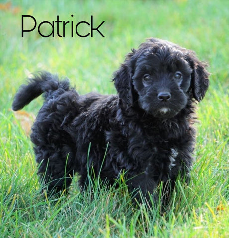 Mini Goldendoodle For Sale Loudenville, OH Male- Patrick