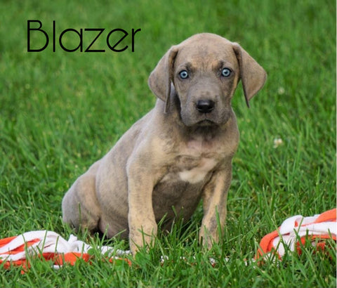 AKC Registered Great Dane For Sale Millersburg, OH Male - Blazer