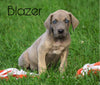 AKC Registered Great Dane For Sale Millersburg, OH Male - Blazer