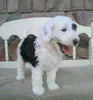 Mini Sheepadoodle For Sale Holmesville, OH Female- Olive