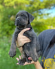 ICCF Registered Cane Corso For Sale Lousiville OH Male-Blue