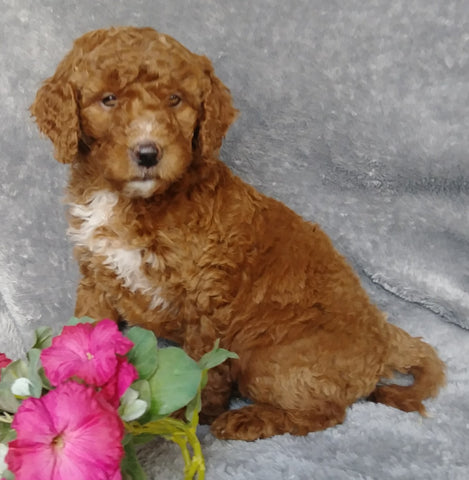 Goldendoodle For Sale Millersburg, OH Female- 7-Up
