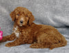 Goldendoodle For Sale Millersburg, OH Female- 7-Up