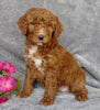 Goldendoodle For Sale Millersburg, OH Female- 7-Up